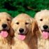 Pensione per cani in Umbria e Marche