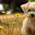 Pensioni per cani al Sud | Sicilia e Sardegna